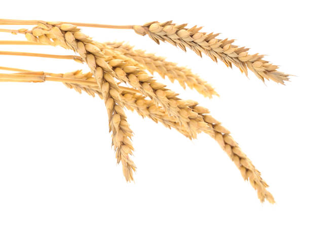 istock Bunch of ripe wheat ears. 1161214022