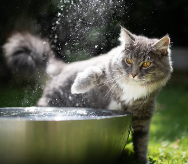 cat water play young blue tabby maine coon cat playing with water in a metal bowl outdoors in the garden on a hot and sunny summer day cat water stock pictures, royalty-free photos & images