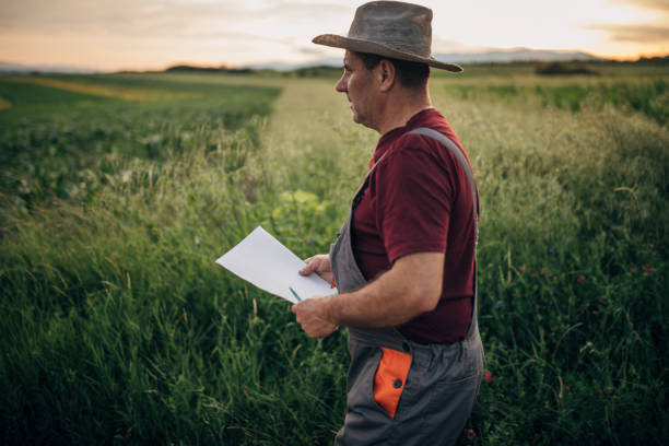 istock Senior farmer examining quality of wheat 1161214447