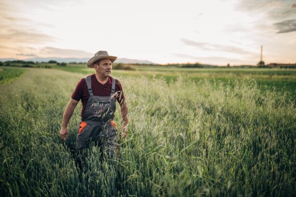istock Senior farmer in wheat field portrait 1161214483