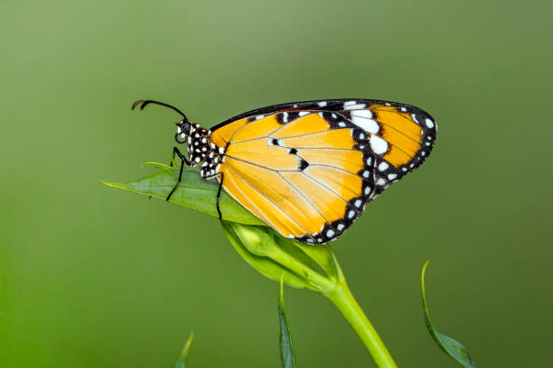 istock Closeup   beautiful butterfly sitting on flower. 1161214575