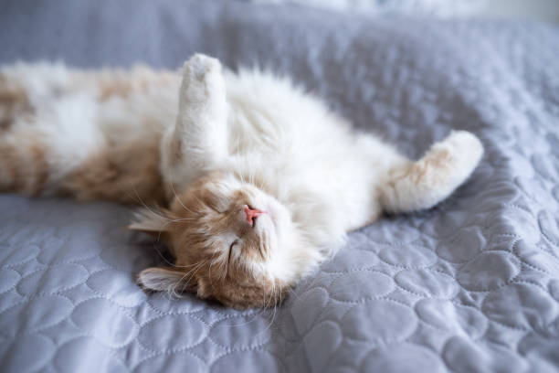 schlafende katze - pets bed bedroom animal stock-fotos und bilder