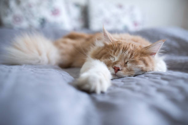 gato dormido - pets bed bedroom animal fotografías e imágenes de stock