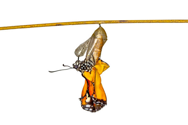 놀라운 순간, 국화에서 나오는 군주 나비 - butterfly swallowtail butterfly caterpillar black 뉴스 사진 이미지