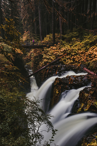 A girl standing on a bridge over Sol Duc Falls, a waterfall in Olympic National Park, Washington, USA during the fall