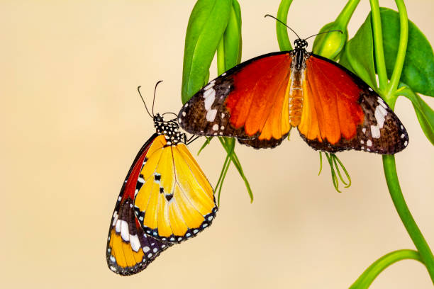 istock Closeup   beautiful butterflies sitting on flower. 1161215764