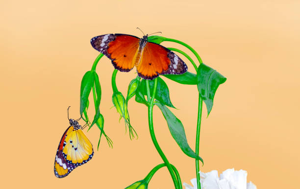 istock Closeup   beautiful butterflies sitting on flower. 1161216388