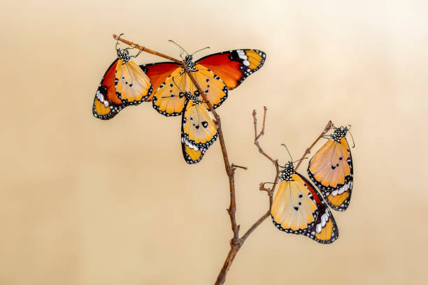 istock Closeup   beautiful butterflies sitting on flower. 1161216605
