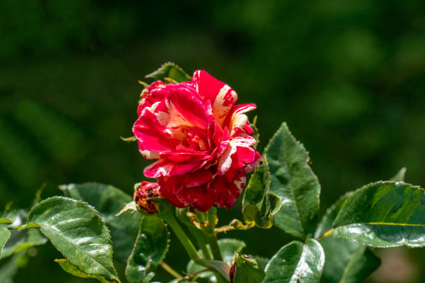 haut-d'œil coloré vers le haut d'une tête rose rouge et jaune simple de polo de marco - hybrid tea rose photos et images de collection