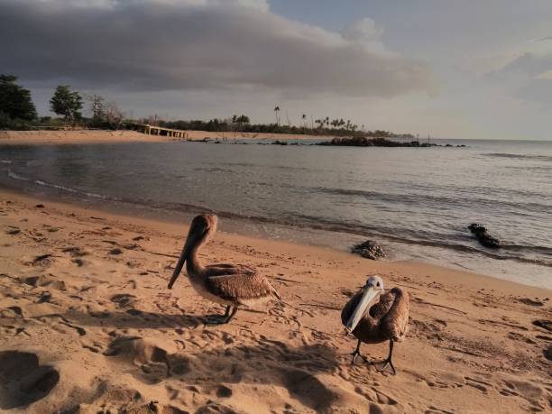 istock A Pair Of Grooming Pelicans 1161218157