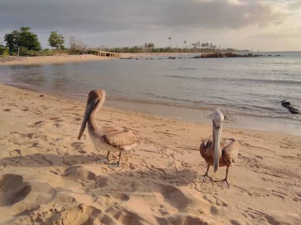 istock A Pair Of Grooming Pelicans 1161218171