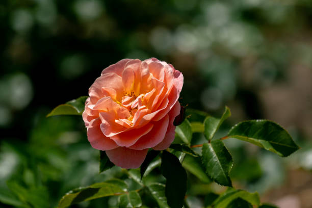 haut-d'œil coloré d'une seule marie curie floribunda tête rose - hybrid tea rose photos et images de collection