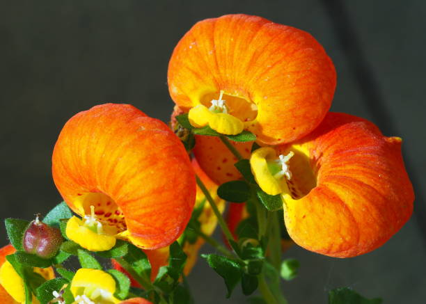 nahaufnahme der blüten von calceolaria - 4 - pantoffelblumengewächse stock-fotos und bilder