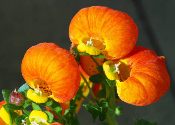 close-up of flowers of Calceolaria - 4 yellow and orange flowers, also called 'lady's purse' calceolaria stock pictures, royalty-free photos & images