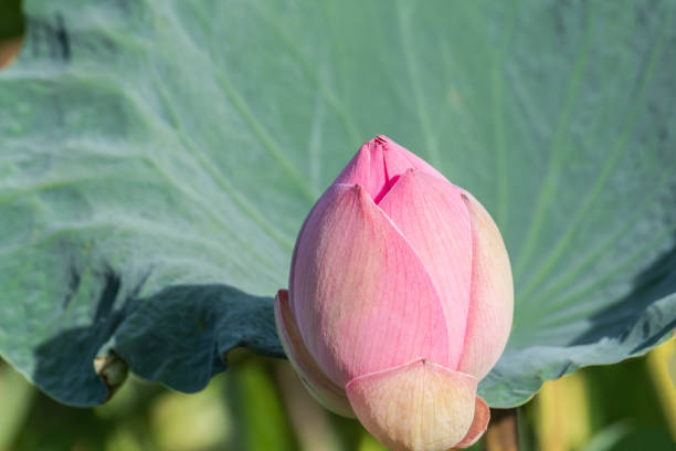 istock Beautiful lotus flower. 1161219180