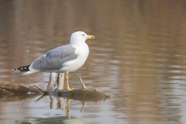 gaivota de patas amarelas (michahellis do laurus) em estany d ́ivars. - michahellis - fotografias e filmes do acervo