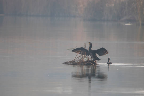istock Great cormorant (phalacrocorax) in 