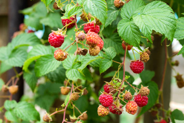 istock Ripe and soon ripe raspberries on a branch of a raspberry 1161224187
