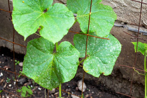 istock Powdery mildew caused by Podosphaera aphanis on green cucumber leaf 1161224226
