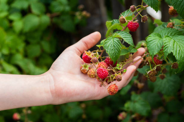 istock Child hands with big red raspberries 1161224265
