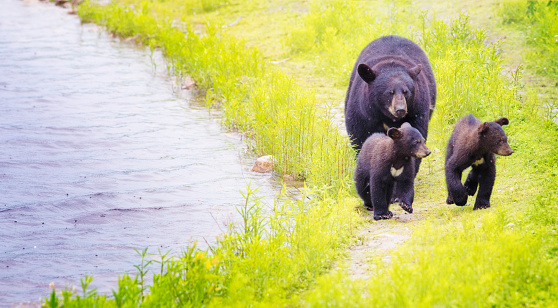 Female black bear and her two cubs walking by a river on a rainy day in Canada in early Summer