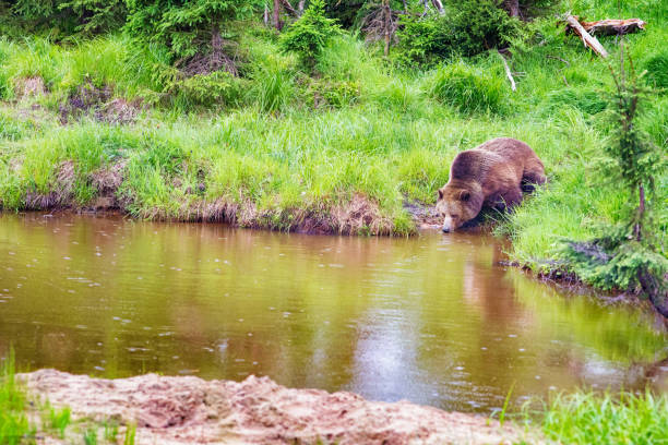 Grizzly bear drinking by stream on a rainy day in a Northern Canadian forest