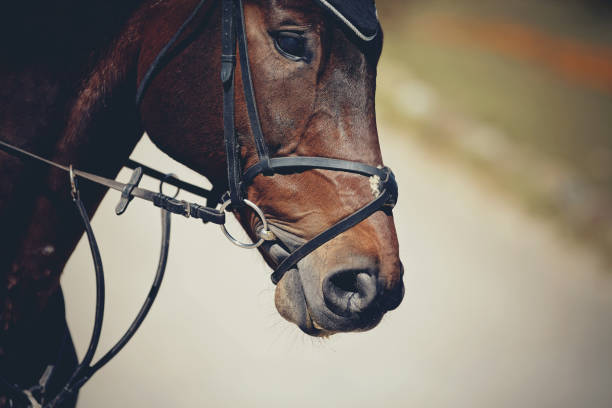 istock The muzzle is sports brown stallion in the bridle. 1161225051