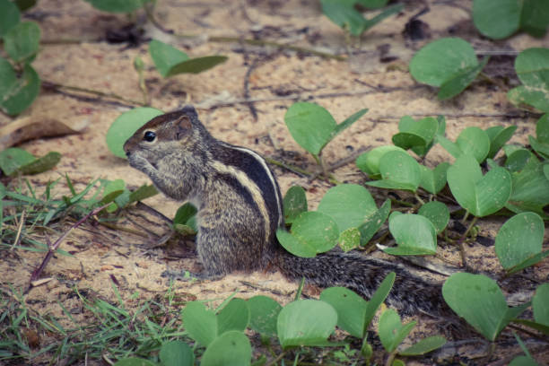 istock Striped squirrels in a hotel complex in Sri Lanka 1161225063