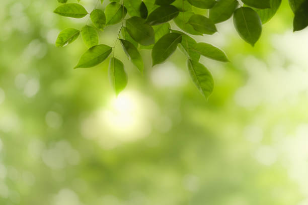 istock Close up of nature view green leaf on blurred greenery background under sunlight with bokeh and copy space using as background natural plants landscape, ecology wallpaper concept. 1161226178