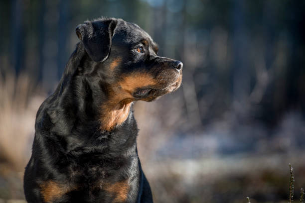 perro rottweiler - molosser fotografías e imágenes de stock