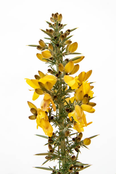 istock Yellow Gorse Flower on White Snow 1161226842
