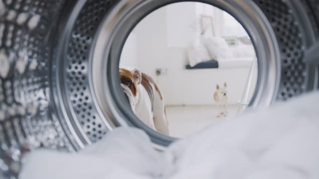 View Looking Out From Inside Washing Machine To Pet English Bulldog And Chihuahua Looking Through Door