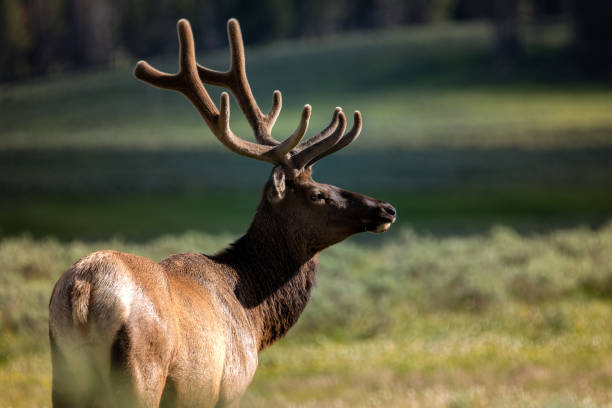 istock Side Portrait of Bull Elk 1161228187