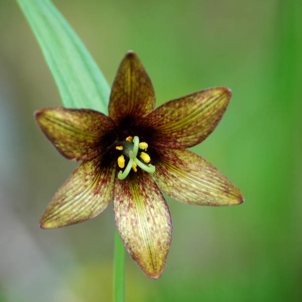 Close up of chocolate lily, 