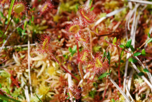 ナガエノモウセンゴケ、Drosera rotundifolia - ストックフォト・写真素材...