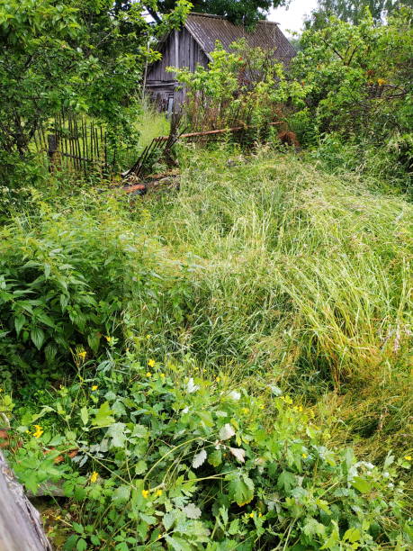 istock Mowing grass in the village 1161231661