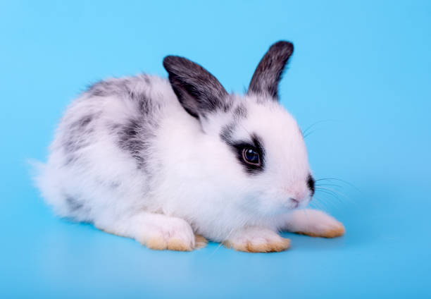 istock Small cute adorable and fluffy bunny rabbit with black and white pattern stay on blue background 1161231835