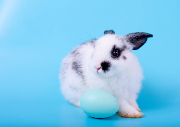 istock Small cute adorable and fluffy bunny rabbit with black and white pattern stay behind blue egg with blue background 1161231864