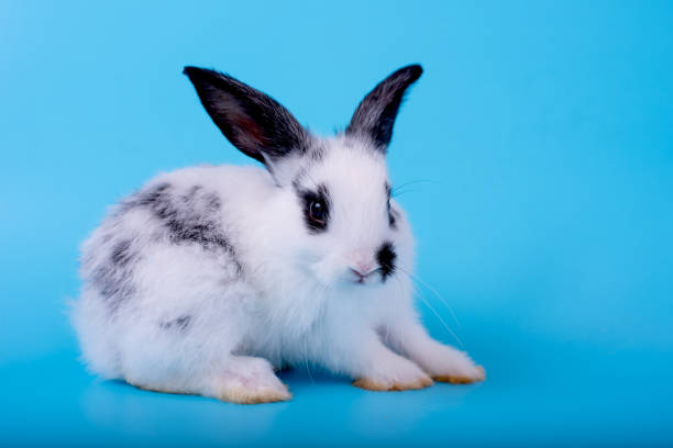 istock Small cute adorable and fluffy bunny rabbit with black and white pattern stay on blue background 1161231871