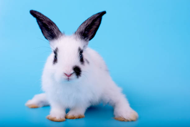 istock Small cute adorable and fluffy bunny rabbit with black and white pattern stand and look forward to camera and stay on blue background 1161231872