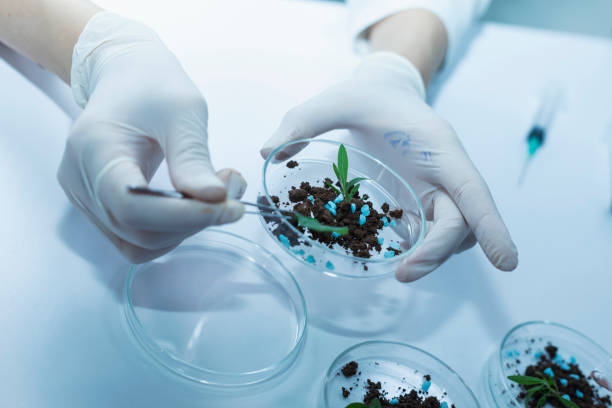 istock Experimenting With Synthetic Food in a Laboratory 1161234029