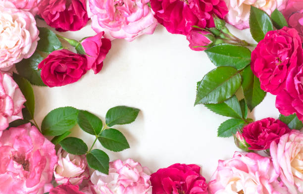 istock frame wreath pattern with roses, pink flower bud, branches and leaves on white background. flat lay, topview copy space 1161234060