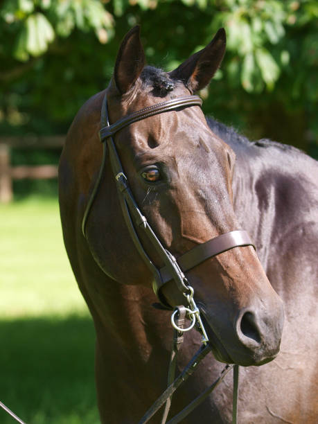 istock Beautiful Horse Headshot 1161234064