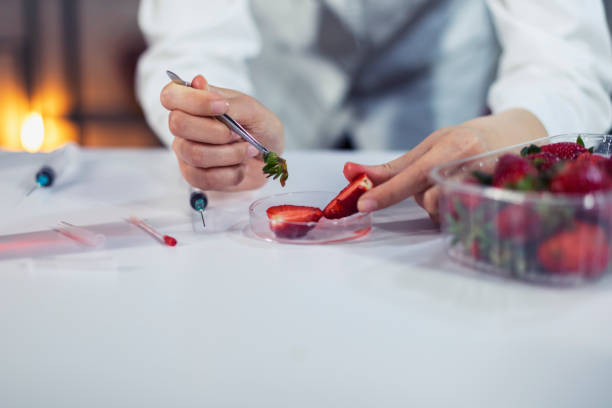 looking for traces of poison in a strawberry - injecting healthy eating laboratory dna imagens e fotografias de stock