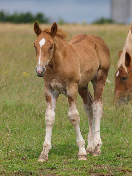 istock Beautiful Suffolk Punch Foal 1161234773