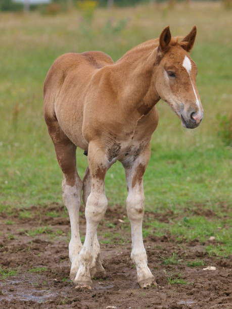 istock Beautiful Suffolk Punch Foal 1161234782