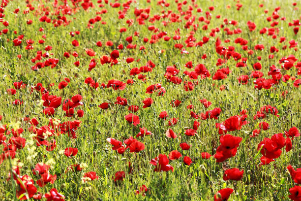 istock close up of red poppy field 1161236203