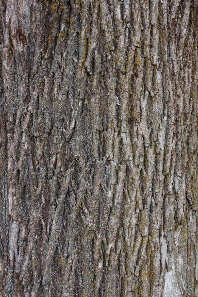 istock dry bark of an old huge tree covered with green moss 1161236814