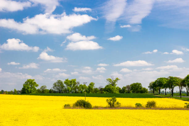 field of the rape