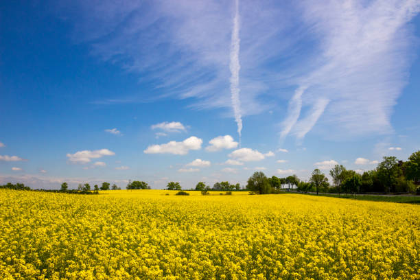 istock field of the rape 1161239055